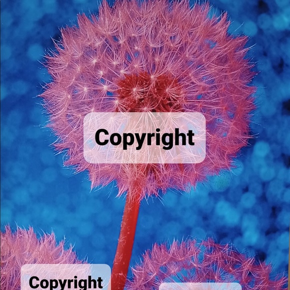 Denise Mari Design Other - Flowers 1 Photo Sale